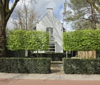 Carpinus betulus - Haagbeuk - 2