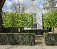Carpinus betulus - Haagbeuk - 1