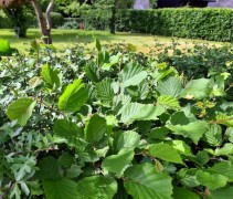 Corylus avellana