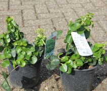 Hedera Helix Arbori Compact
