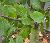 Prunus domestica 'President' - paarsblauwe pruim met late rijping - 3