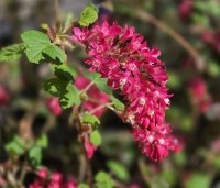 Ribes sanguineum 'King Edward VII' - Ribes 'King Edward VII' - 1