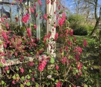 Ribes sanguineum 'King Edward VII' - Ribes 'King Edward VII' - 2