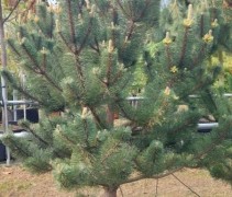 Pinus nigra 'Robusta' 