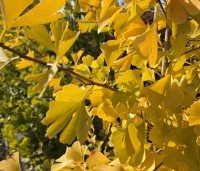 Ginkgo biloba - Japanse Notenboom - 1