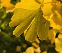 Ginkgo biloba - Japanse Notenboom - 2