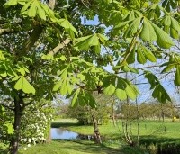 Aesculus hippocastanum 'Baumannii' - Dubbelbloemige paardenkastanje - 1