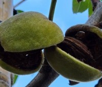 Prunus dulcis 'Robijn' - Amandel 'Robijn' - 1