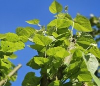 Tilia tomentosa - Zilverlinde - 1