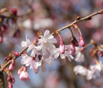 Prunus subhirtella autumnalis Rosea