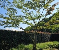 Cornus controversa - Reuzenkornoelje - 5
