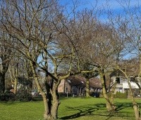 Cornus controversa - Reuzenkornoelje - 6