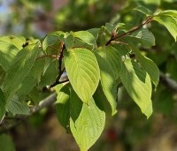 Cornus controversa - Reuzenkornoelje - 7