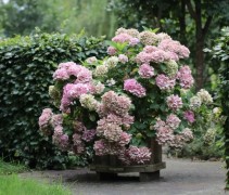 Hydrangea Forever&Ever pink 