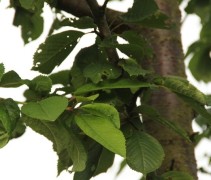 Prunus Avium