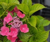 Hydrangea   macrophylla 'Teller Red'  - Hortensia 'Teller Red' - 2