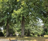 Tilia cordata - Winterlinde - 5