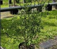Poncirus trifoliata - Wilde citrus - 3