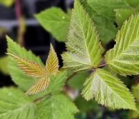 Rubus fruticosus 'Black Satin' - Doornloze braam 'Black Satin' - 2