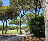 pinus pinea - Parasolden - 6