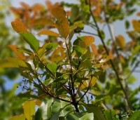 Photinia fraseri 'Camilvy' - Glansmispel 'Camilvy' - 2