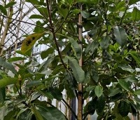 Photinia fraseri 'Camilvy' - Glansmispel 'Camilvy' - winterblad
