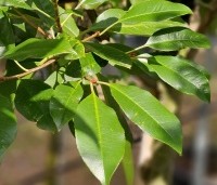 Photinia fraseri 'Camilvy' - Glansmispel 'Camilvy' - 1