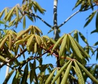 Aesculus pavia 'Atrosanguinea' - Rode pavia - 4