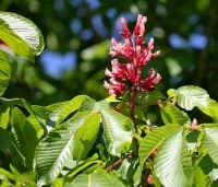 Aesculus pavia 'Atrosanguinea' - Rode pavia - 5