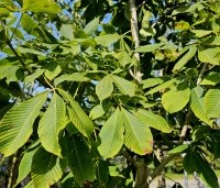 Aesculus pavia 'Atrosanguinea' - Rode pavia - 3