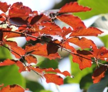 Fagus sylvatica 'Atropunicea'