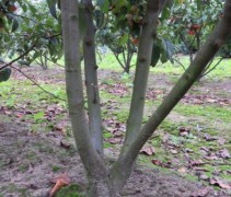 Malus 'Red Sentinel' stam