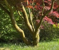 Acer palmatum 'Atropurpureum' - Japanse Esdoorn 'Atropurpureum' - 4