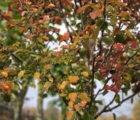 Pyrus calleryana 'Chanticleer' - Sierpeer - herfst