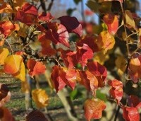 Pyrus calleryana 'Chanticleer' - Sierpeer - herfst