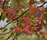 Pyrus calleryana 'Chanticleer' - Sierpeer - 3
