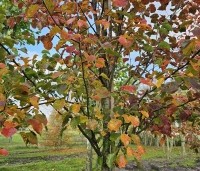 Pyrus calleryana 'Chanticleer' - Sierpeer - 5