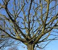 Carpinus betulus - Haagbeuk - 2