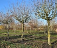 Carpinus betulus - Haagbeuk - 3