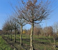Carpinus betulus - Haagbeuk - 1