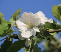 Oude Appelboom Notarisappel bloesem