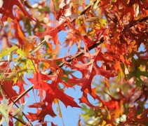 Quercus palustris