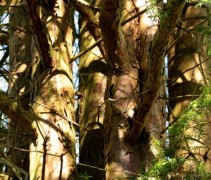 Taxus baccata 