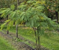 Albizia julibrissin - Perzische slaapboom - slaapboom op de kwekerij in oktober 2024