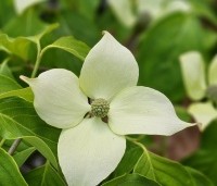 Cornus kousa 'China Girl' - Japanse grootbloemige kornoelje - 1