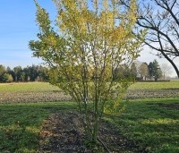 Ligustrum ovalifolium - Haagliguster - 3