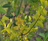 Ligustrum ovalifolium - Haagliguster - blad en zwarte bes in december