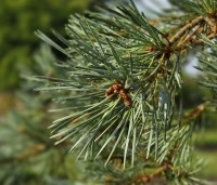 Pinus sylvestris 'Glauca' - Grove den 'Glauca' - 1