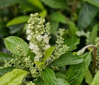 Clethra alnifolia 'Anne Bidwell' - Schijnsels 'Anne Bidwell' - 1
