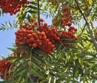 Sorbus 'Dodong' - Lijsterbes 'Dodong' - 1